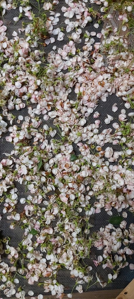 duizendblasbloesem ligt te drogen